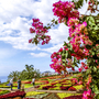 Madeira Botanical Garden