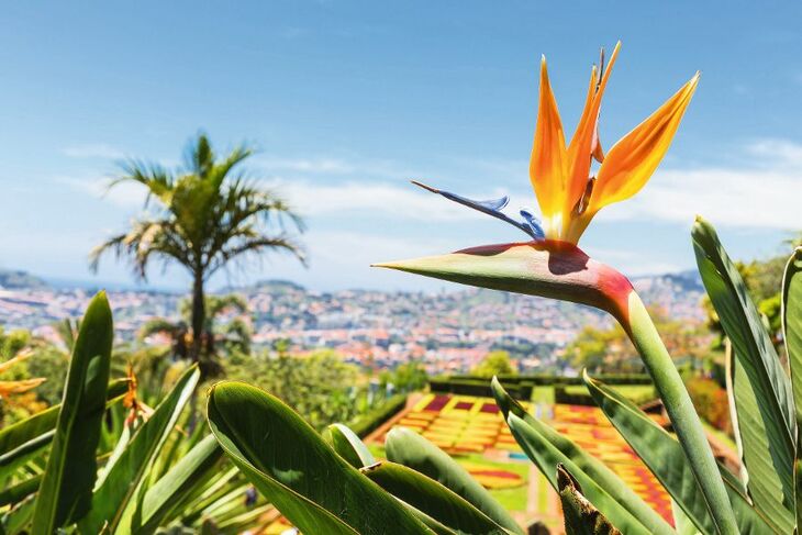 Strelitzia im Madeira Botanical Garden