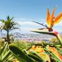 Strelitzia im Madeira Botanical Garden