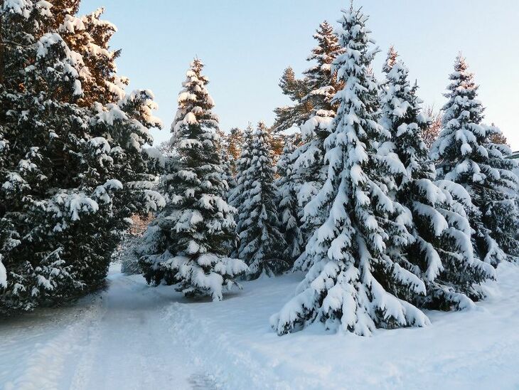 Schneebedeckte Bäume