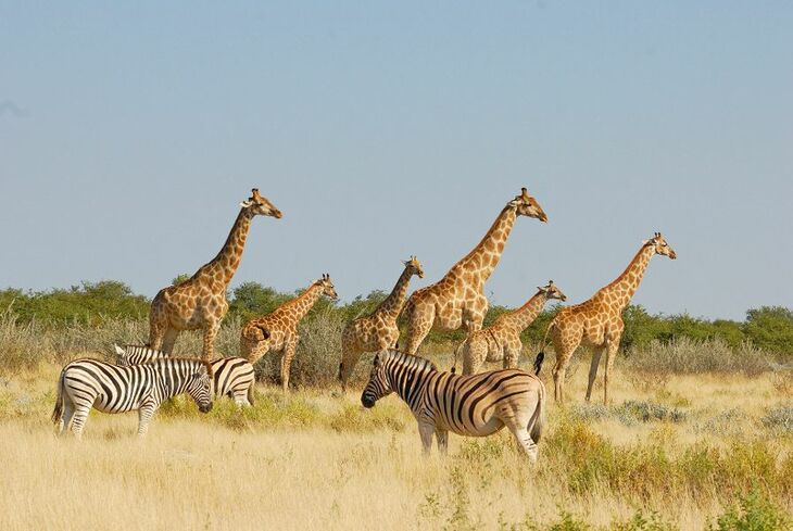 Giraffen und Zebras in Etoscha