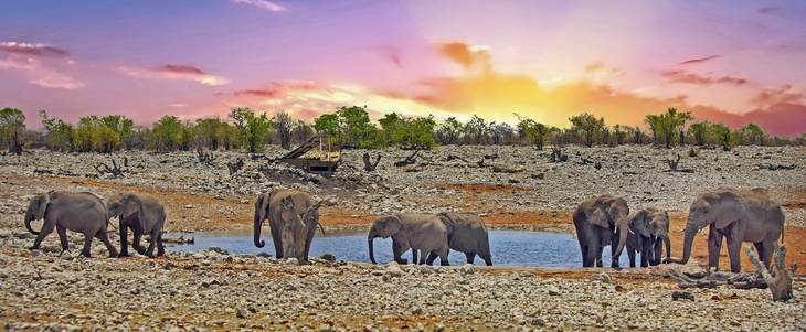 Herde von Elefanten an einem Wasserloch in Etosha