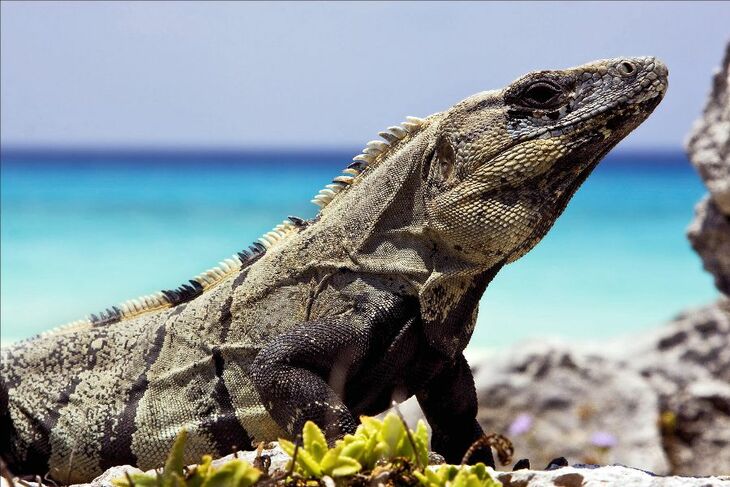 side of Varanus   sand mexico tulum