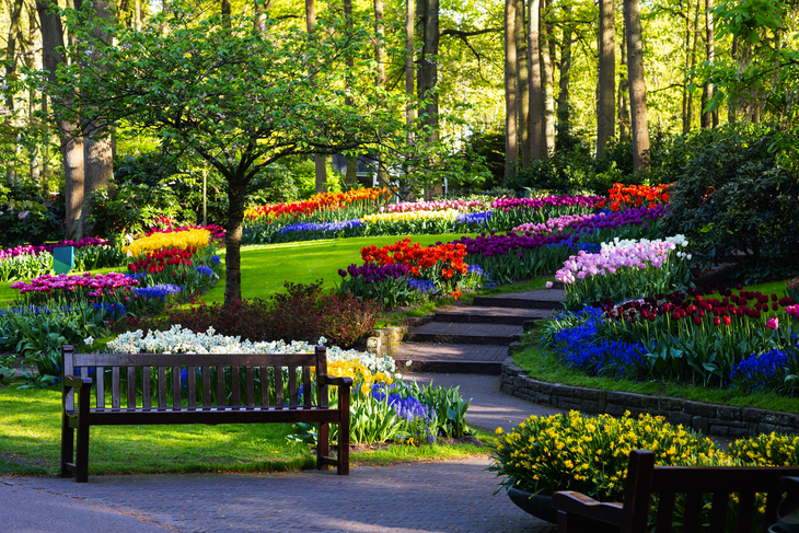 Tulpenblüte im Keukenhof