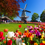 Keukenhof in den Niederlanden