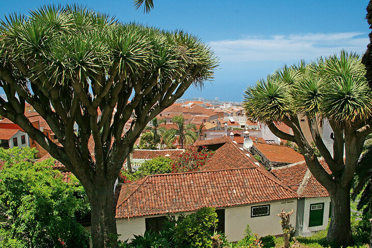 Drachenbäume, Teneriffa