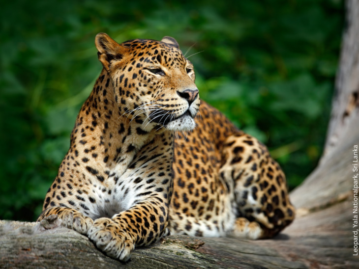 Leopard im Yala-Nationalparl, Sri Lanka