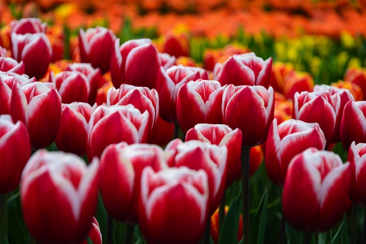 Keukenhof in den Niederlanden